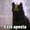 Gatitos Memes😺✨💕8 5