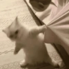 Kucing lucu 18