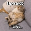 Gatitos para el chat🐾💬🐈🐈‍⬛ 8