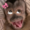 Monyet lusyu 10