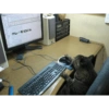 Kitty cats 2 30
