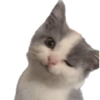 🌈🐈‍⬛✨️Gatos Funny Mood✨️🐈‍⬛🌈 18
