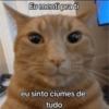 Gatinhos fofos  12