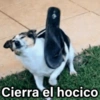 Cierra el hocico