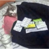 Kitty cats 2 24