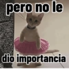 Gatos para contestar 😜 🐱 12
