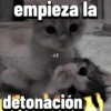 Gatos Pal grupo👑 22
