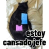 Gatos para contestar 😜 🐱 15