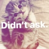 Kitty cats 2 22