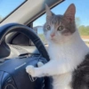 Cat meme 3 6