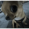 Cachorros engraçados 🐶❤️ 7