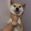Doge 😛 19