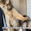 MEME KUCING🤣 10