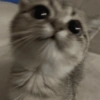 Gatitos 💗 5