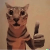 Cat meme 13