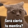 Gatitos Memes😺✨💕8 18