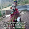 🍃🐶🧿 Perro Chamán 🧿🐶🍃 8