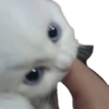 🌈🐈‍⬛✨️Gatos Funny Mood✨️🐈‍⬛🌈 23