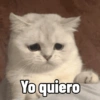 Gatitos Memes😺✨💕8 15