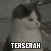 Kucing anomali 14
