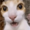 Gatos 5