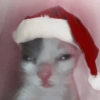 Gatos 15