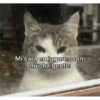 Reacciones de Michis 😺💥🤭 5