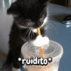Gatitos para el chat🐾💬🐈🐈‍⬛ 10