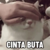 Kucing anomali 15