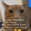 Gatinhos fofos  13