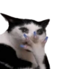 🌈🐈‍⬛✨️Gatos Funny Mood✨️🐈‍⬛🌈 6
