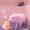 Baby Pig 🐷🐷 8