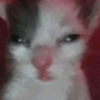 Gatos 14