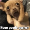 Chihuahuas Random 🐶🐾 18