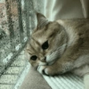 Cat meme 3 20
