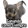 Perritos Pa Ti💕🐶 11