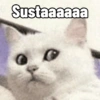 Gatitos Memes😺✨💕8 12