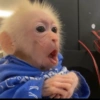 Monkey 7