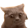🌈🐈‍⬛✨️Gatos Funny Mood✨️🐈‍⬛🌈 7