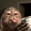 Monos con expresiones 16