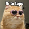 Gatitos Memes😺✨💕8 9