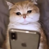 Phone in bed