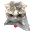 🌈🐈‍⬛✨️Gatos Funny Mood✨️🐈‍⬛🌈 24