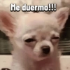 Chihuahuas Random 🐶🐾 22