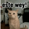 Gatos para contestar 😜 🐱 18