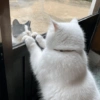 Cat meme 3 7