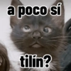 Gatos para contestar 😜 🐱 5