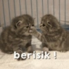 MEME KUCING🤣 8