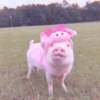 Baby Pig 🐷🐷 6