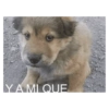 Perros graciosos cursed random 6